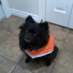 Meet your Posher, Carolyn